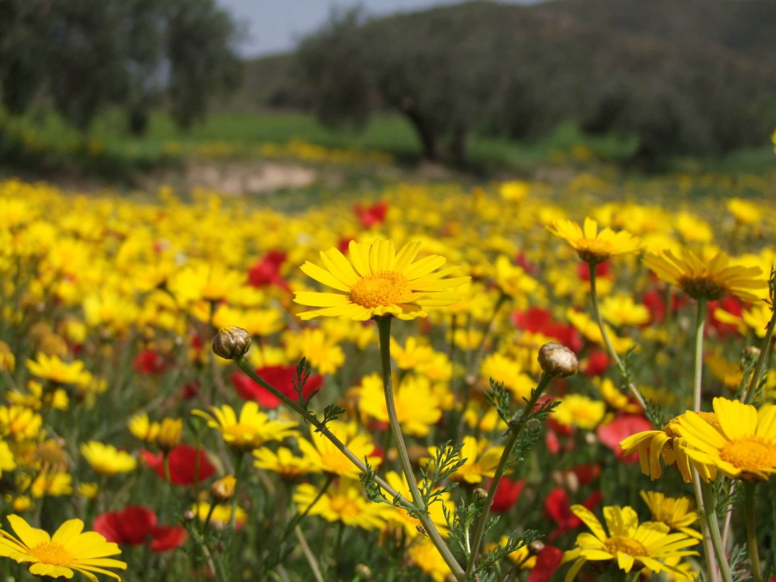Yellow Daisies