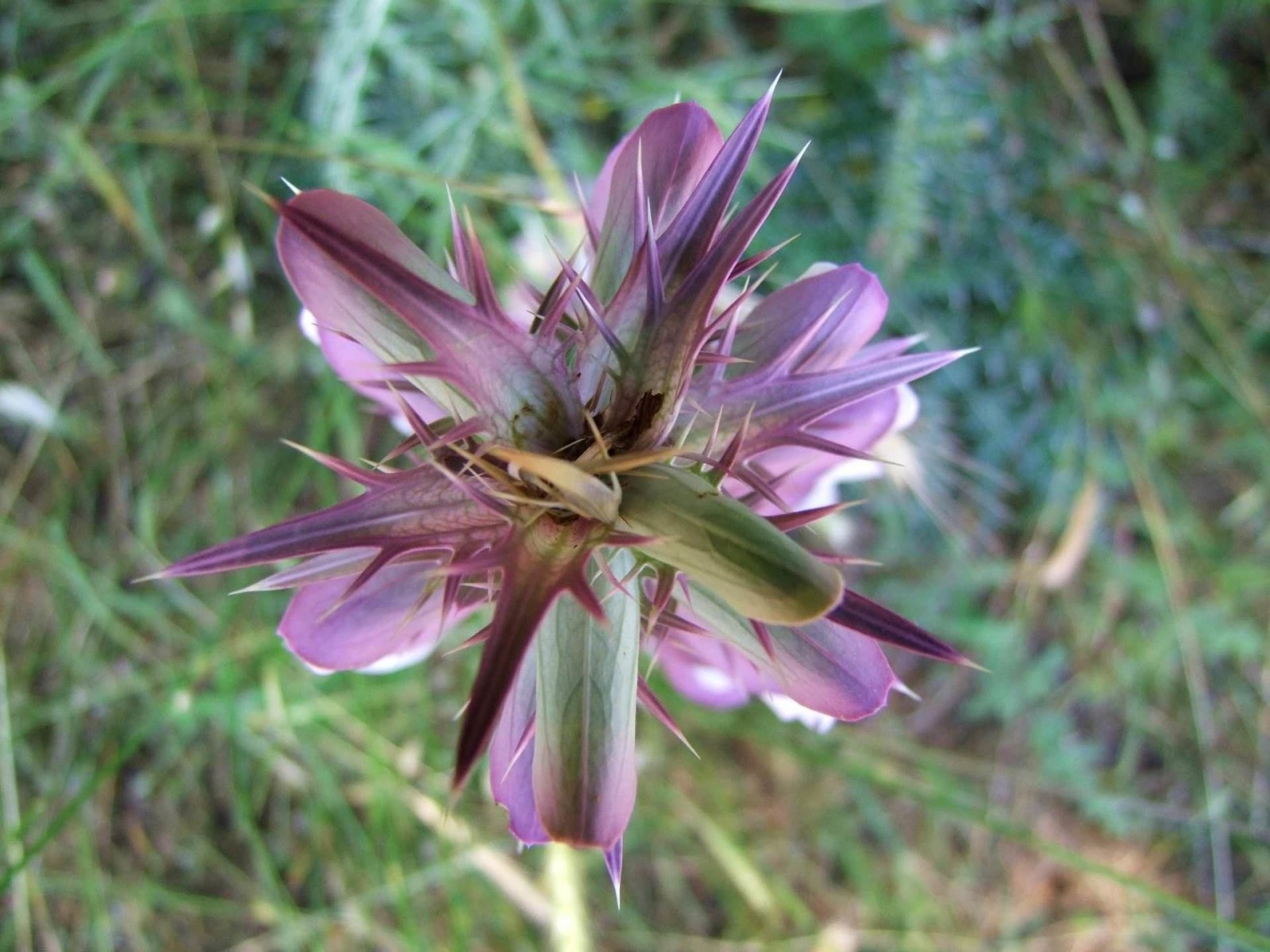 Wild Flower