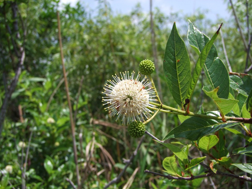 Buttonbush Flower