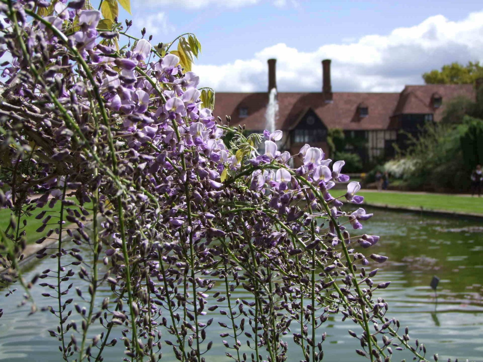 Wisteria