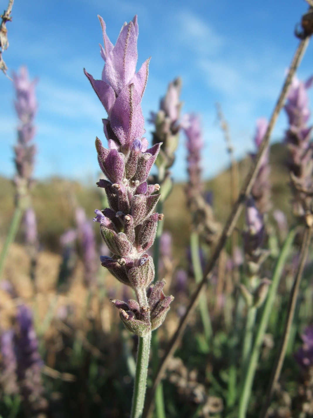 Lavender Flowers