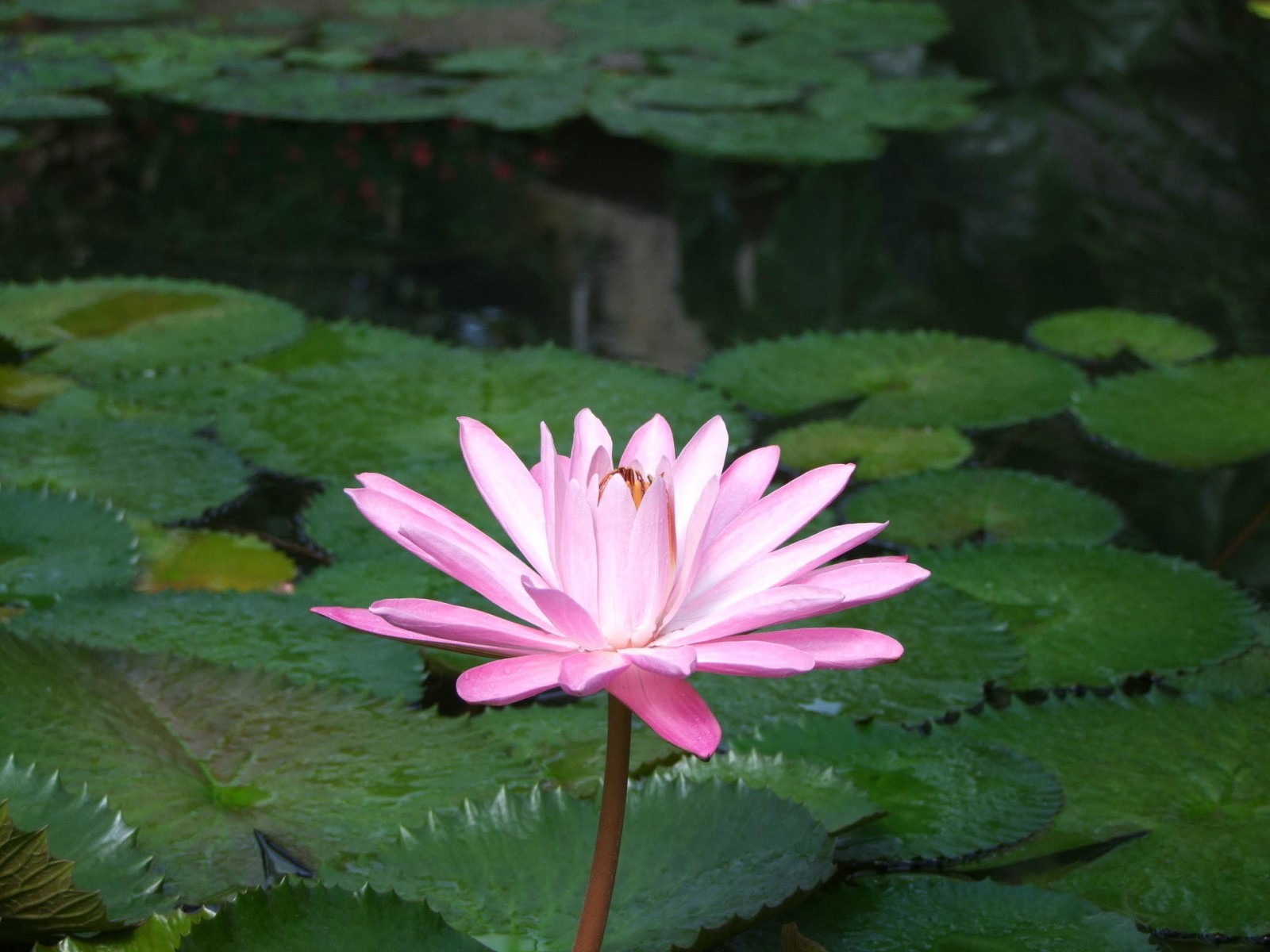 Water Lilly