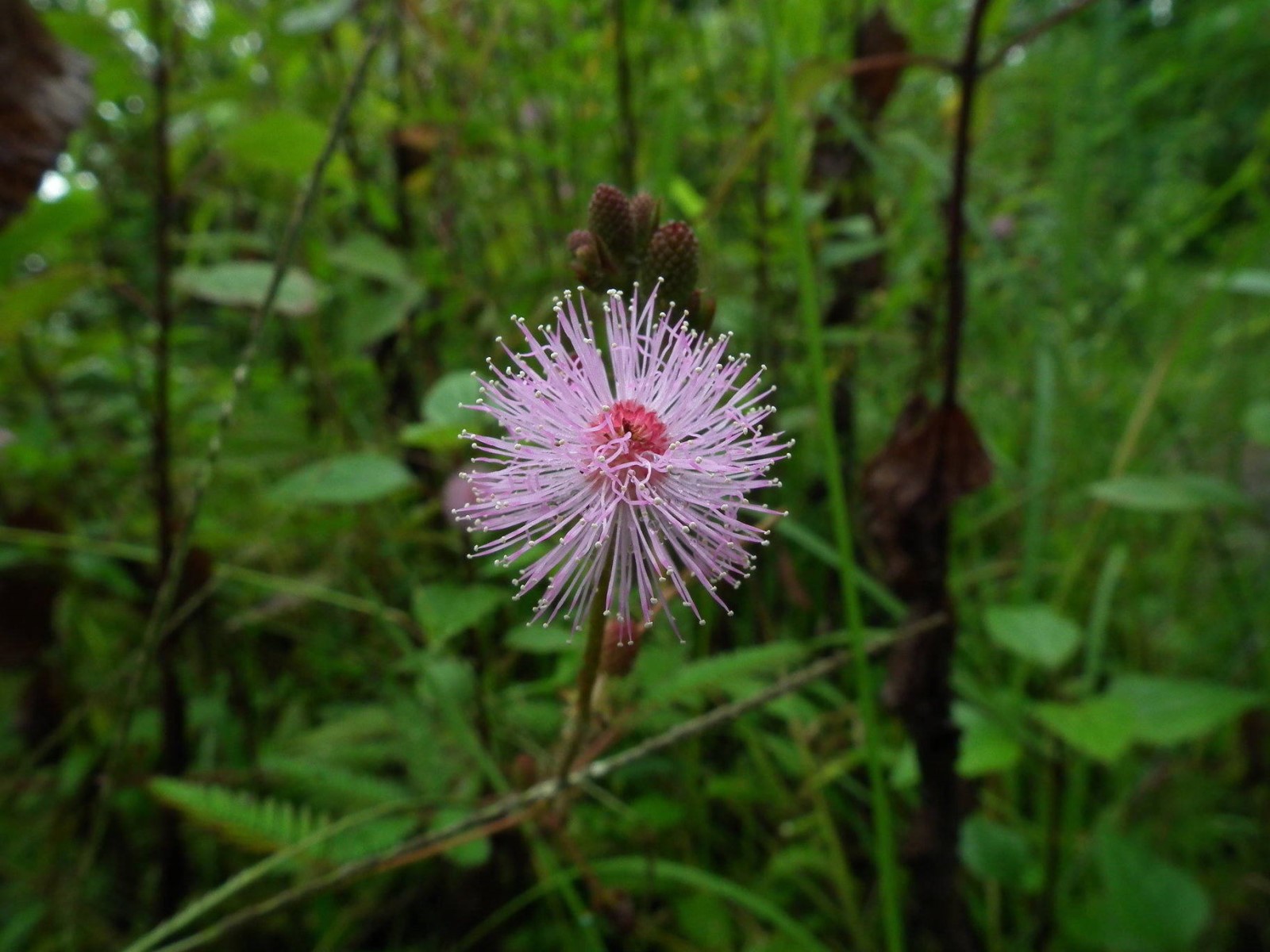 Pink In The Green