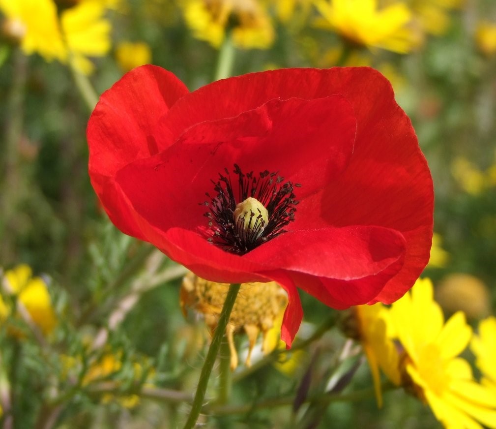 Poppy