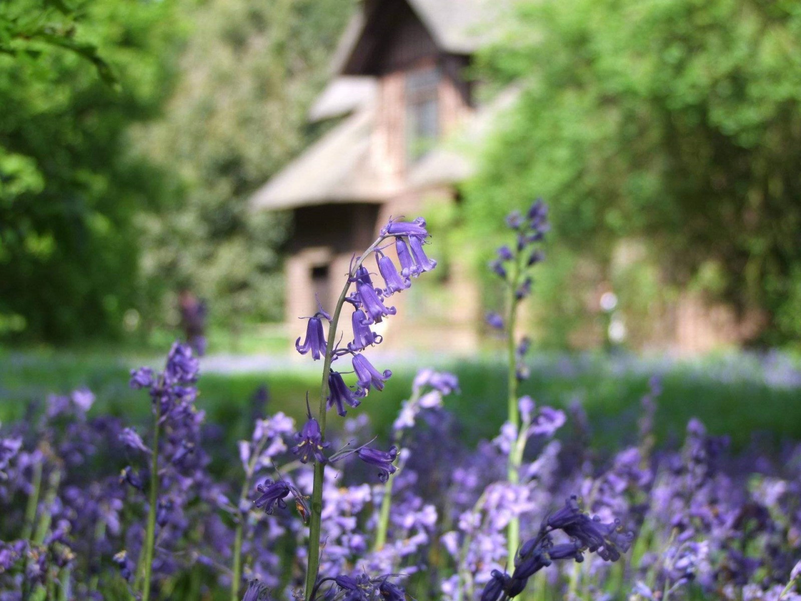 Bluebells