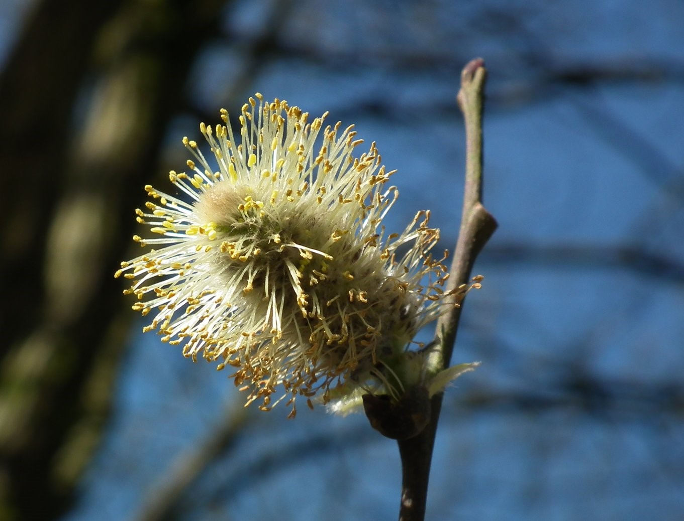Spring flower