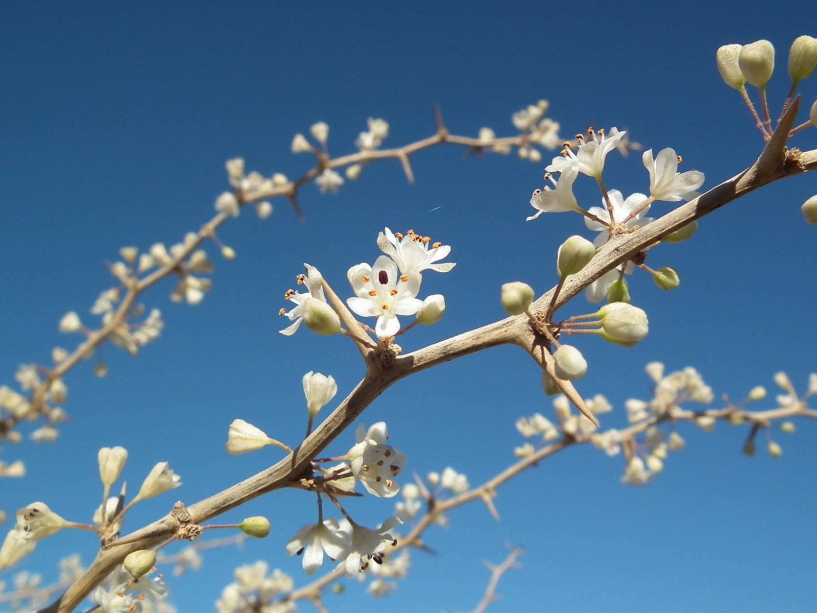 Asparagus Flowers
