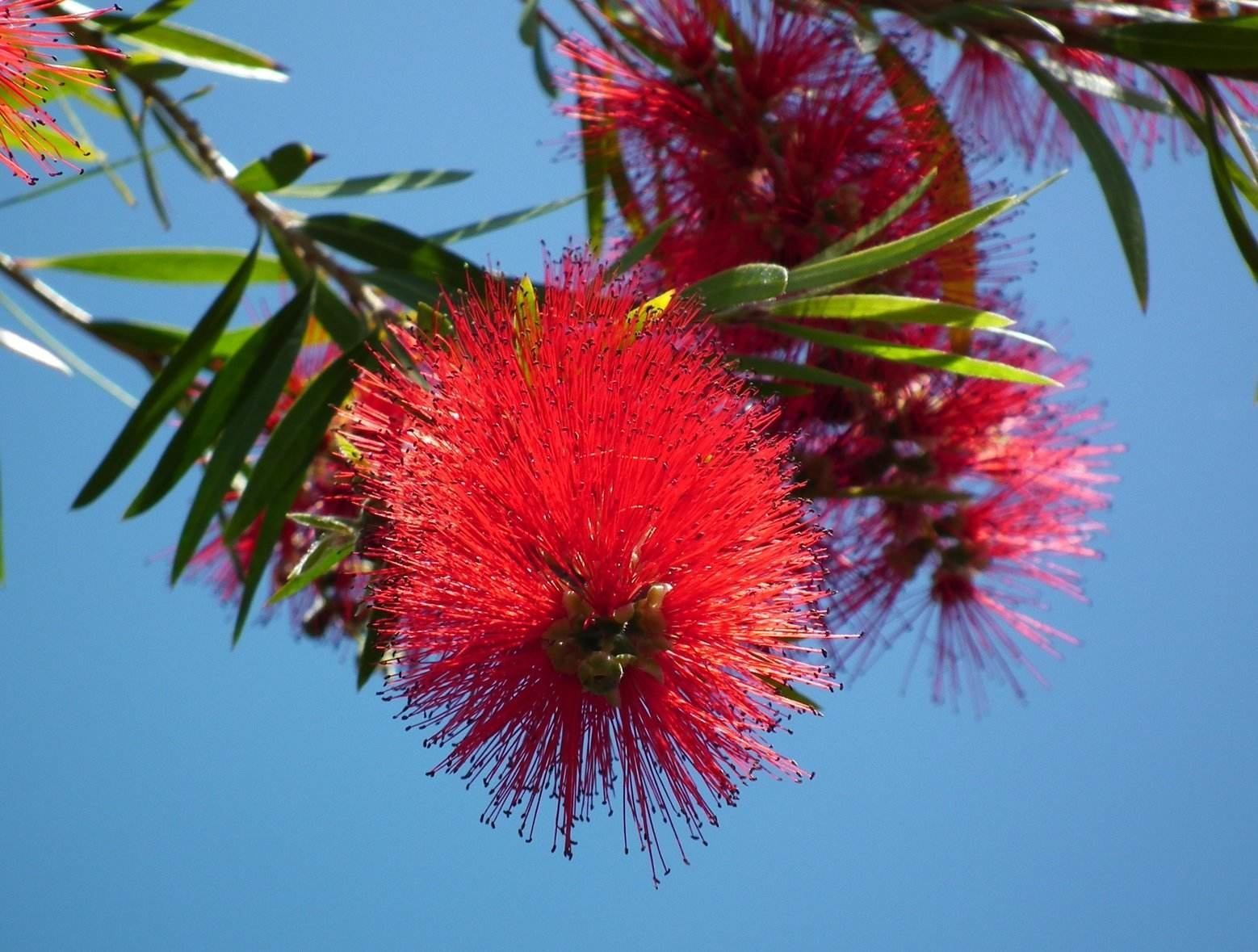 Bottle Brush Flowers