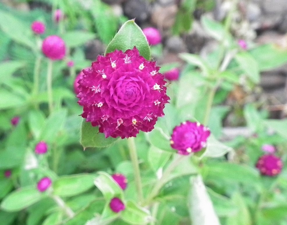 Pretty In Pink