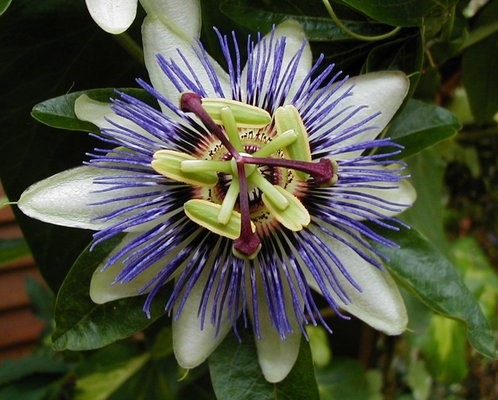 Passion Flower