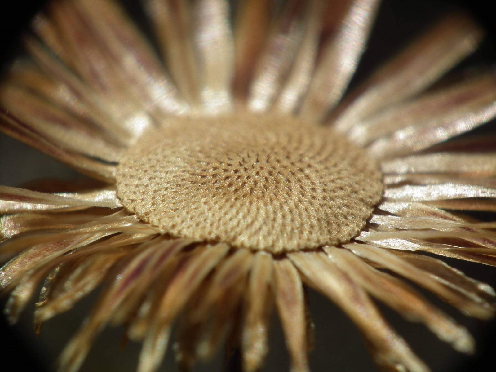 Sun Dried Daisy