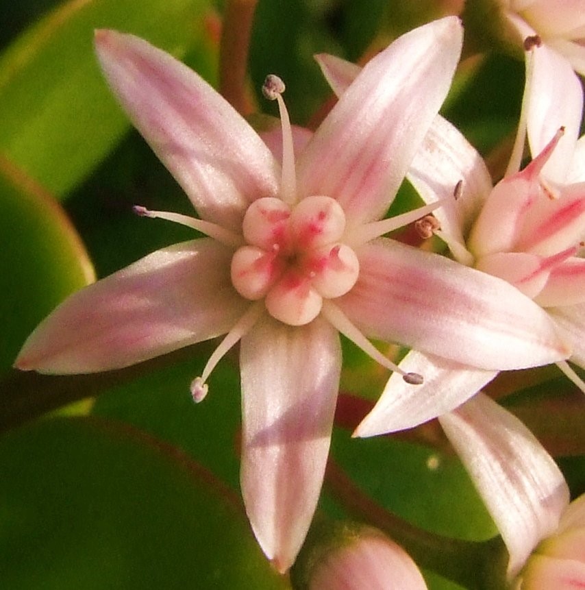 Money Tree Flower