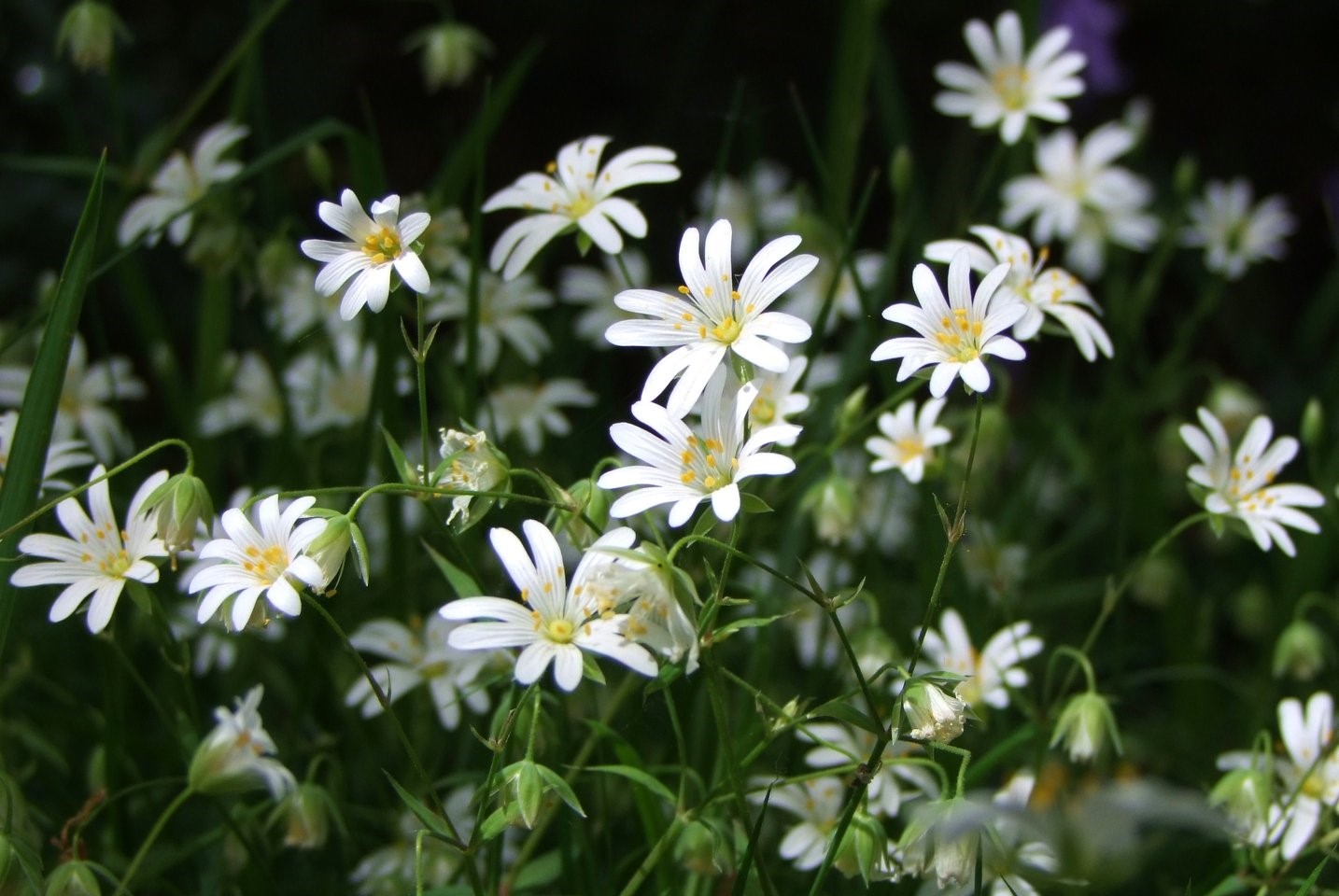 Wild Daisies