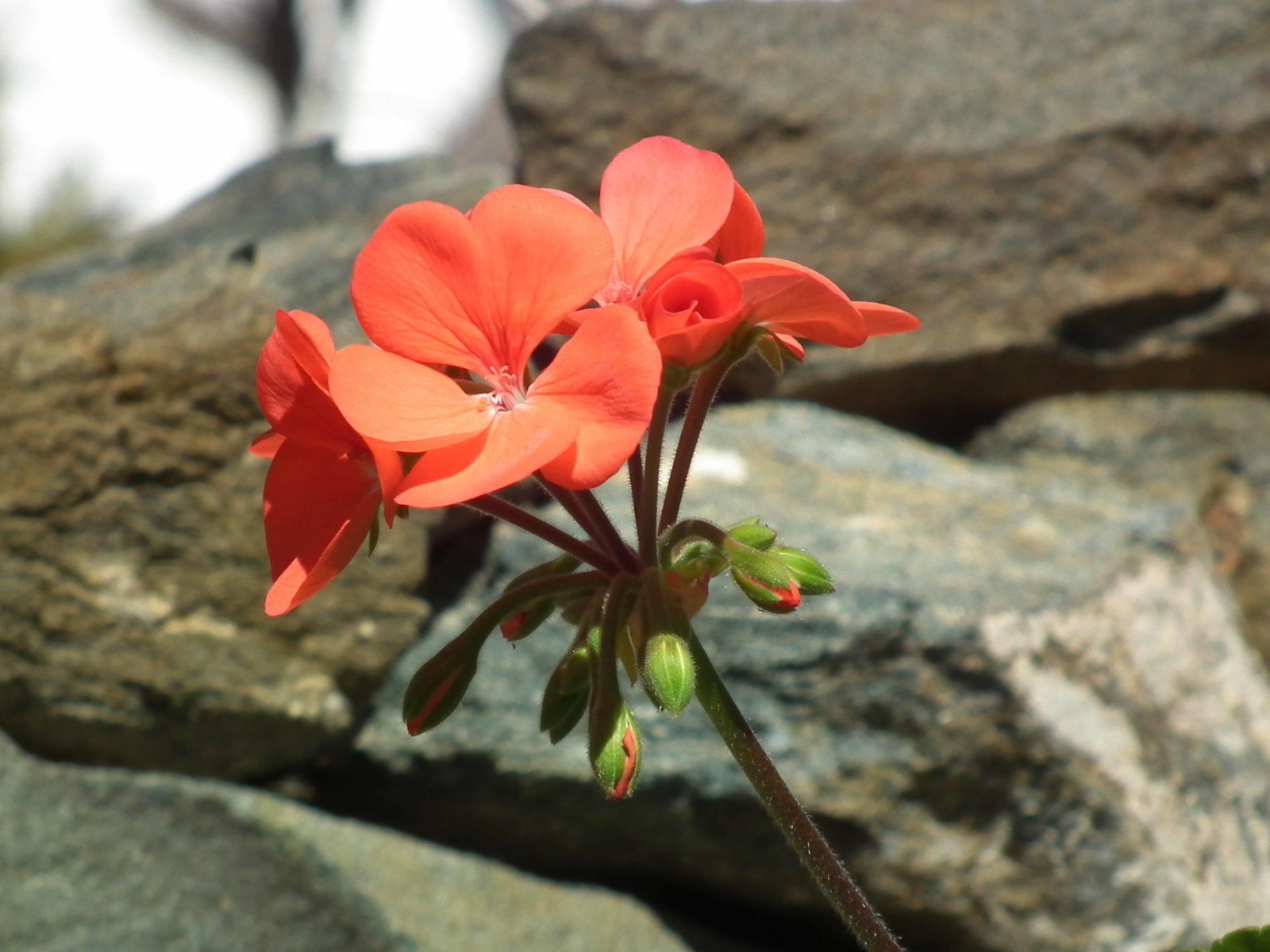Red Geranium