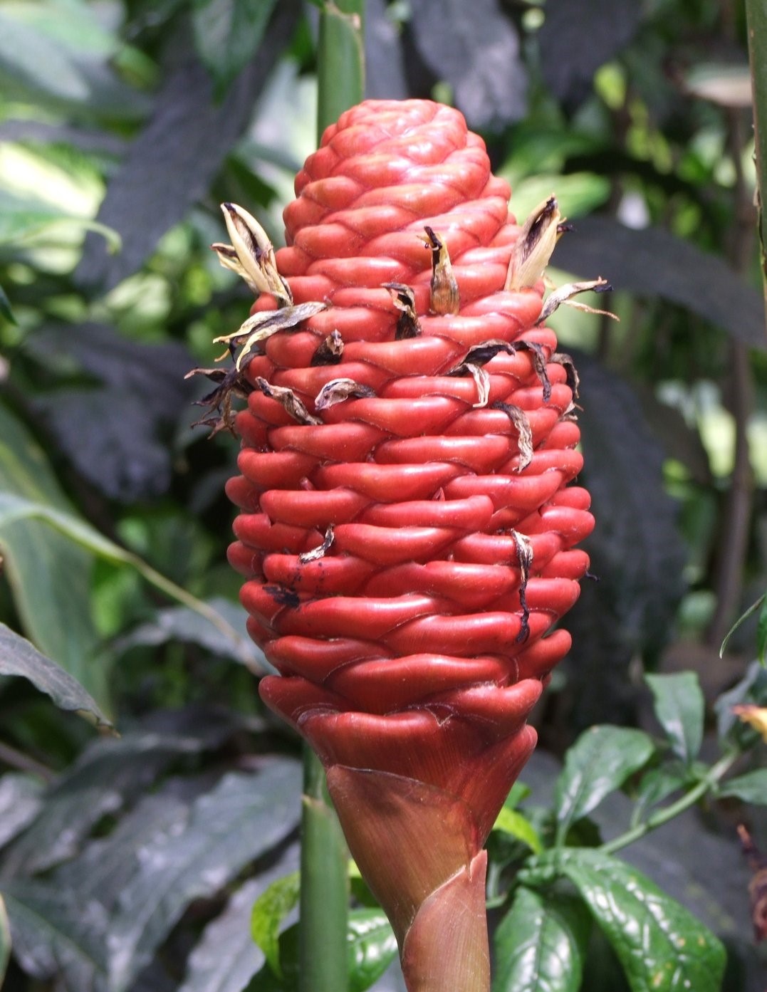 Beehive Ginger