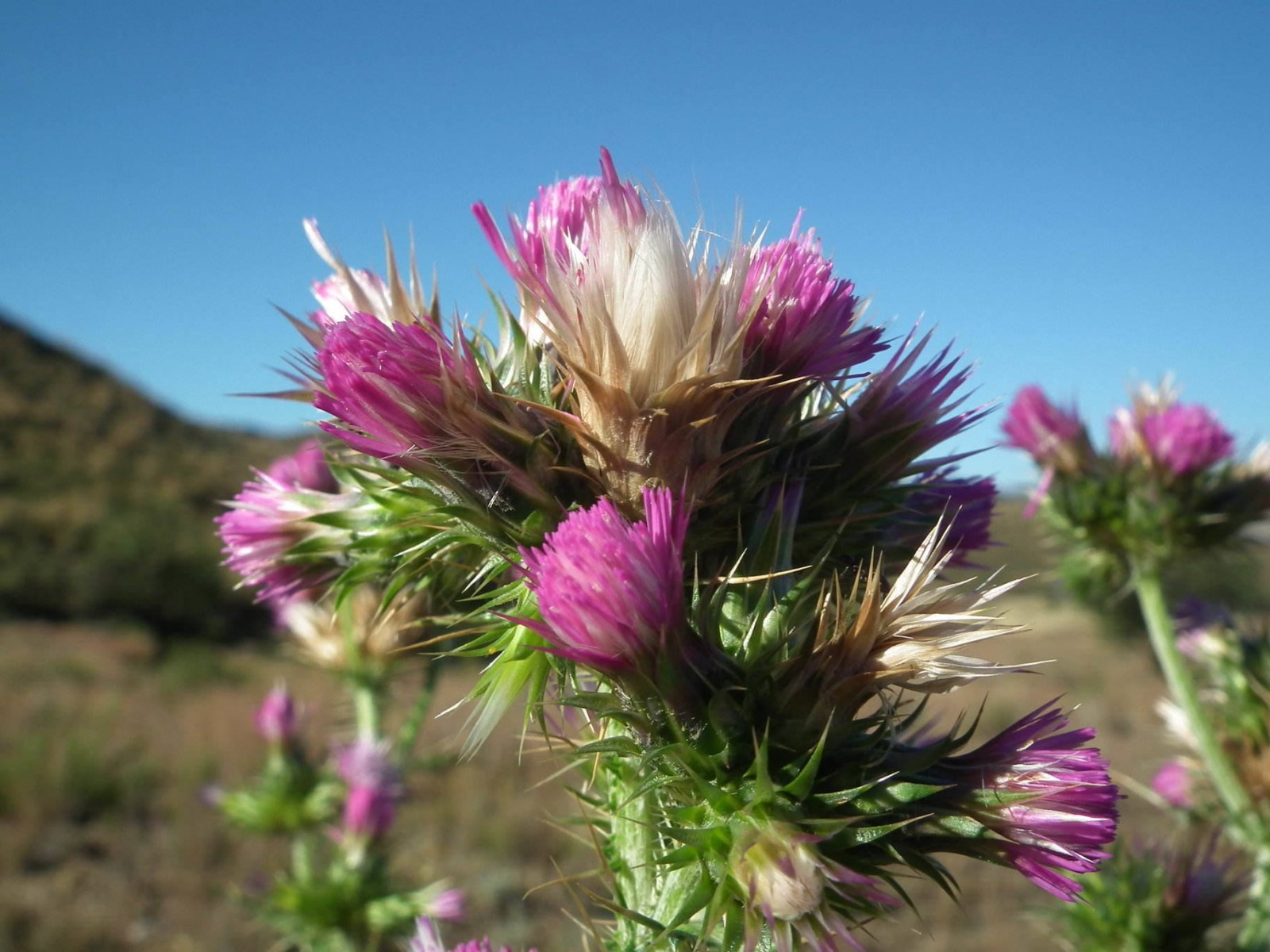 Spear Thistles