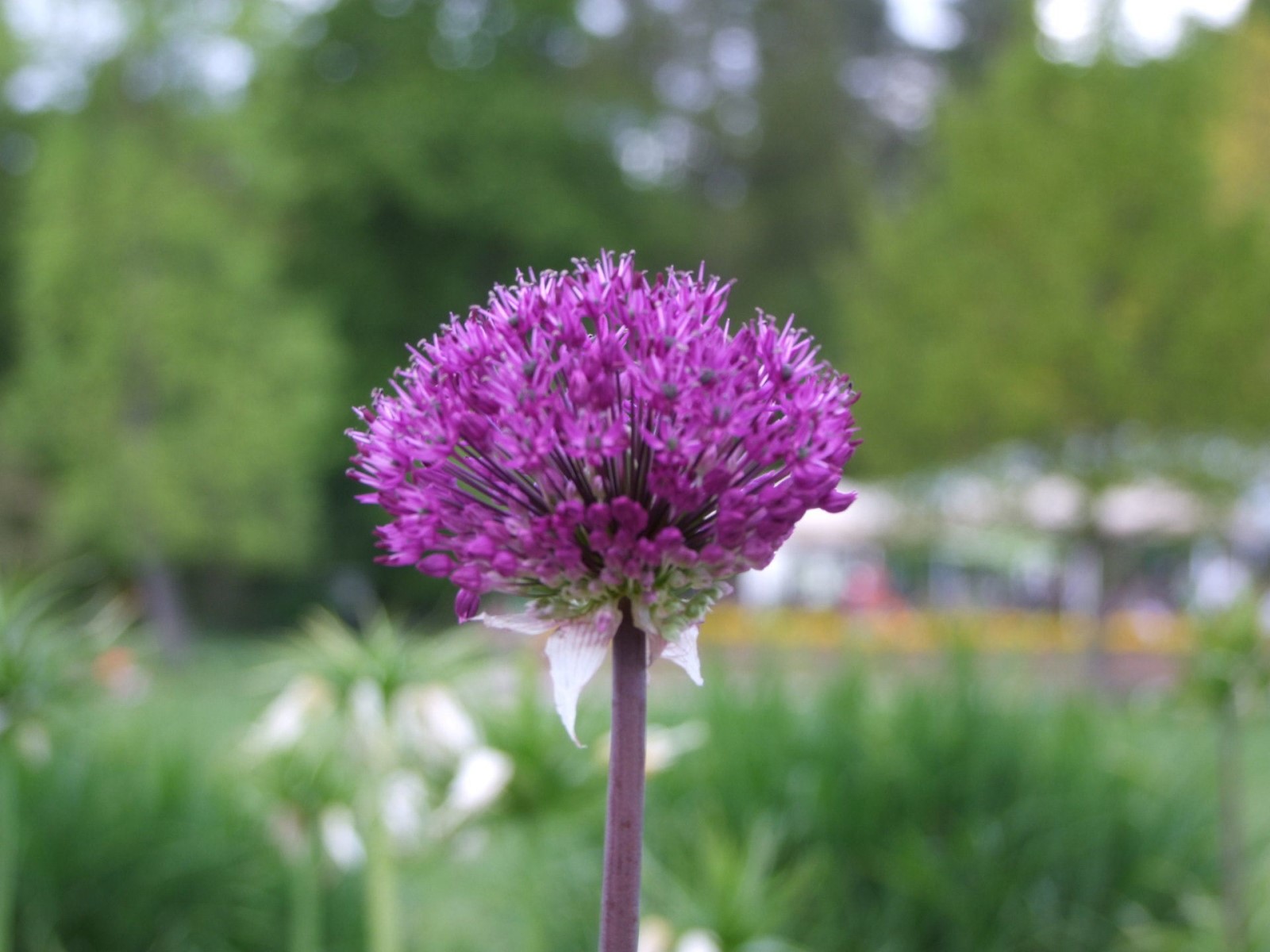 Purple Allium
