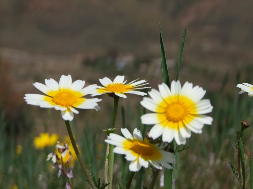 Crown Daisy