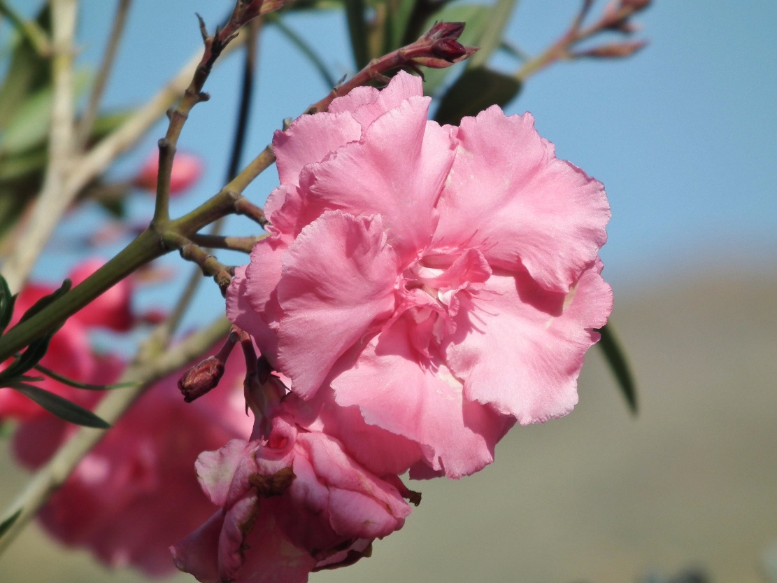 Oleander Flowers