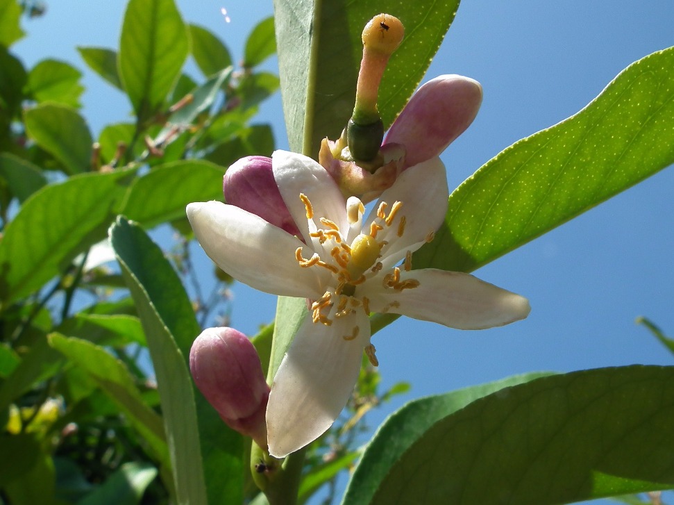 Orange Blossom