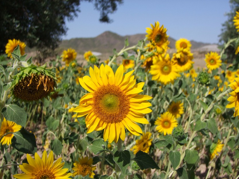 Sunny Sunflower