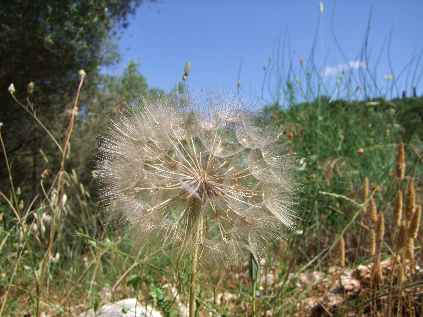 Dandelion Head
