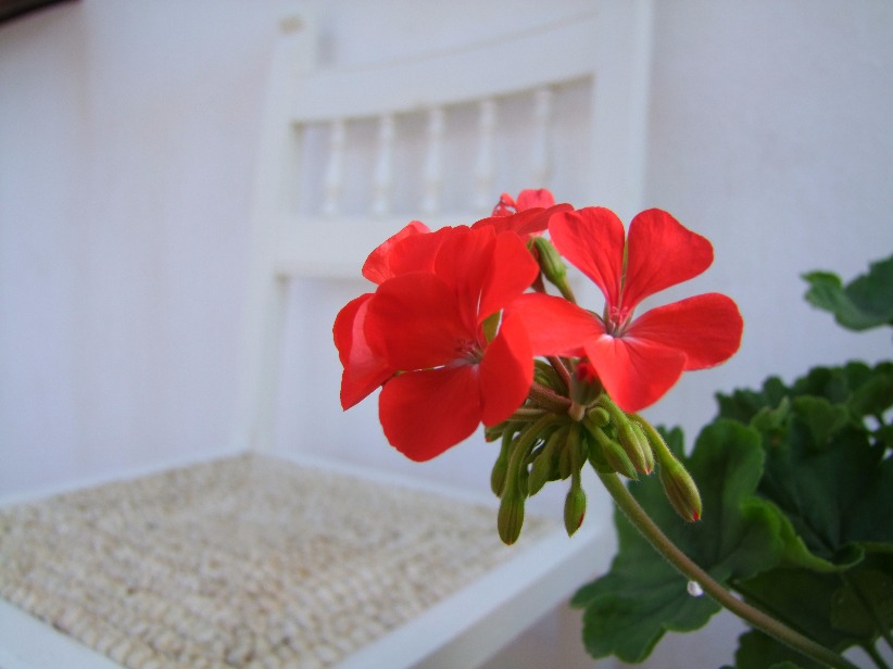 Red Geranium