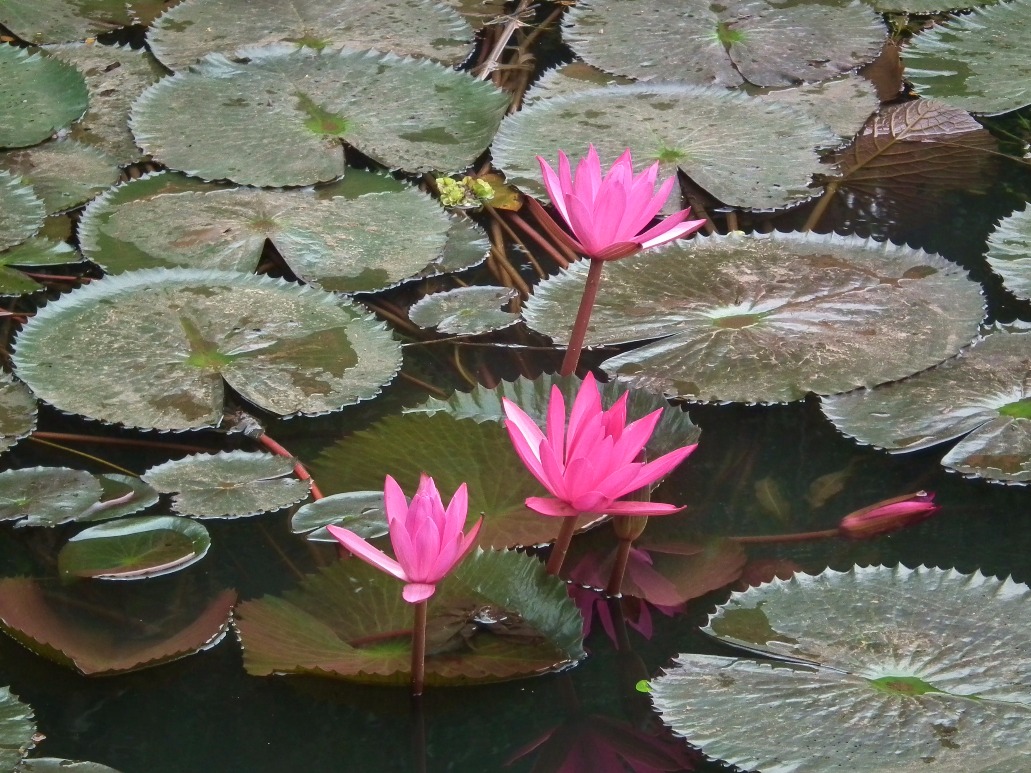 Pink Waterlily