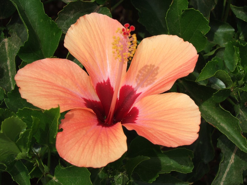 Orange Hibiscus