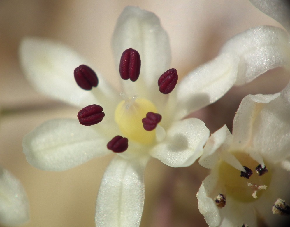 Asparagus Flower