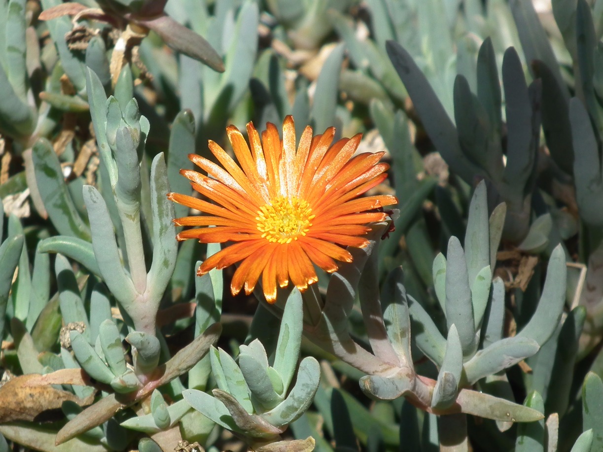 Pig Face Orange Flower