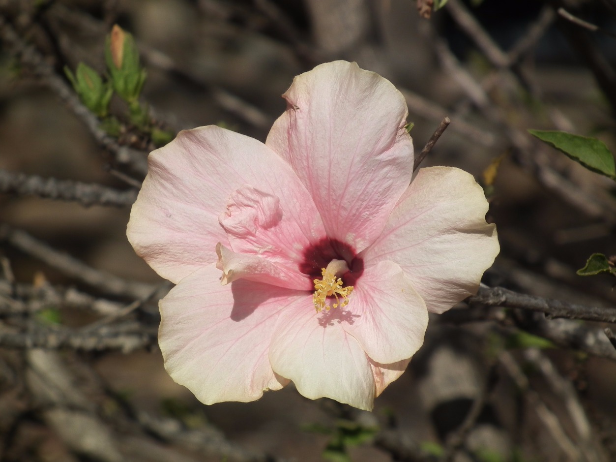 Pink Hibiscus