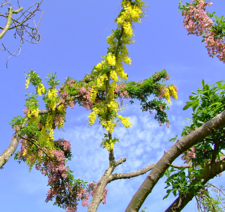  Adam's Laburnum