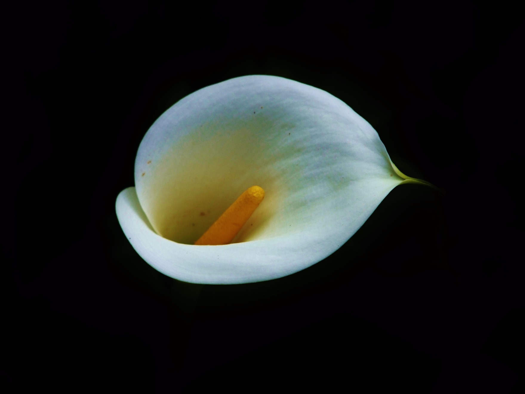 Calla Lily
