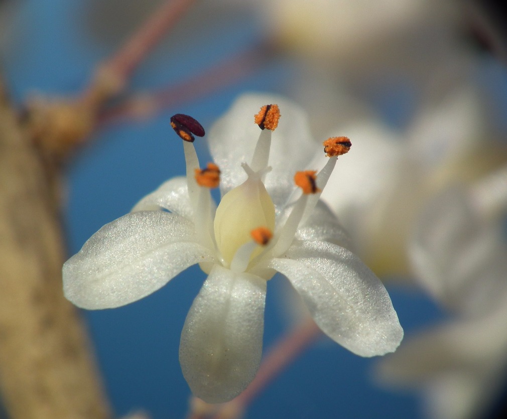 Asparagus Flowerhead