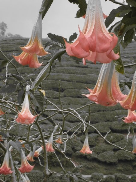 Angels Trumpet