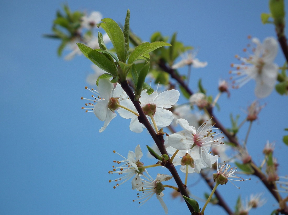 Hawthorn Flowers