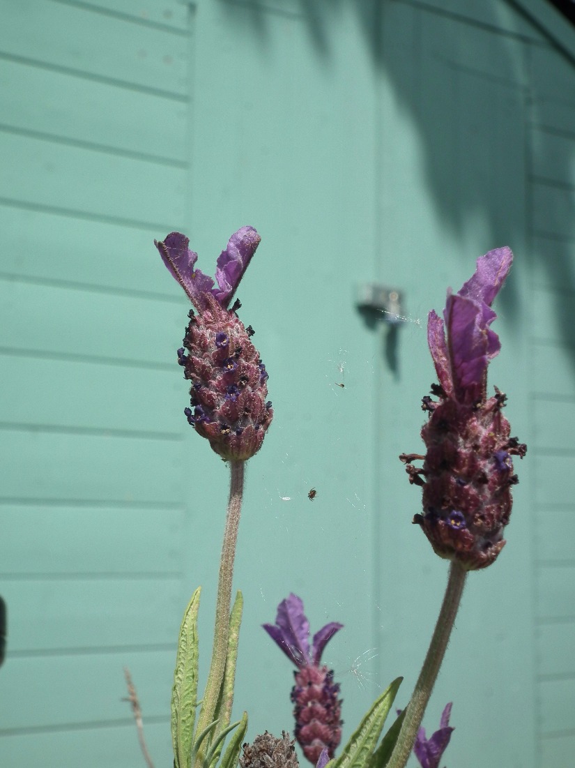 Lavender Flowers