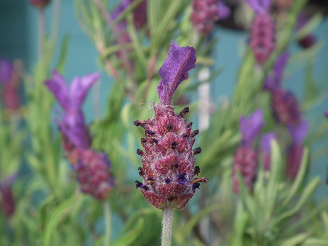 Sweet Lavender