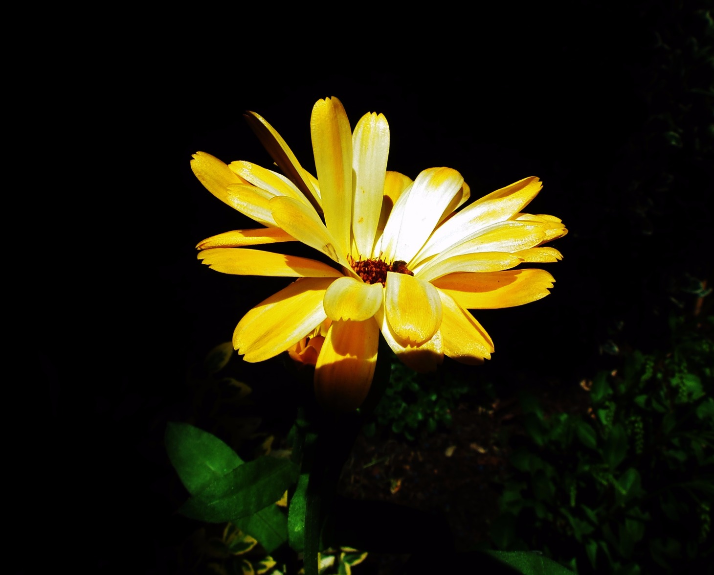 Daisy