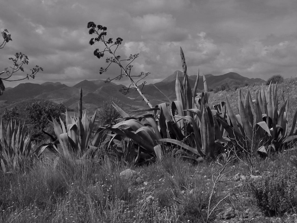 Agave Flowers