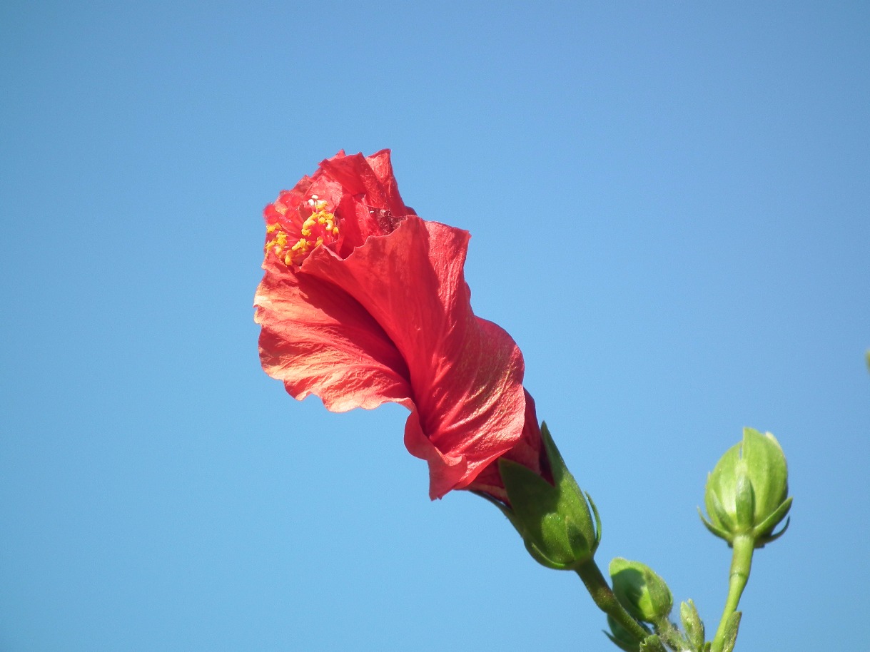 Red Hibiscus