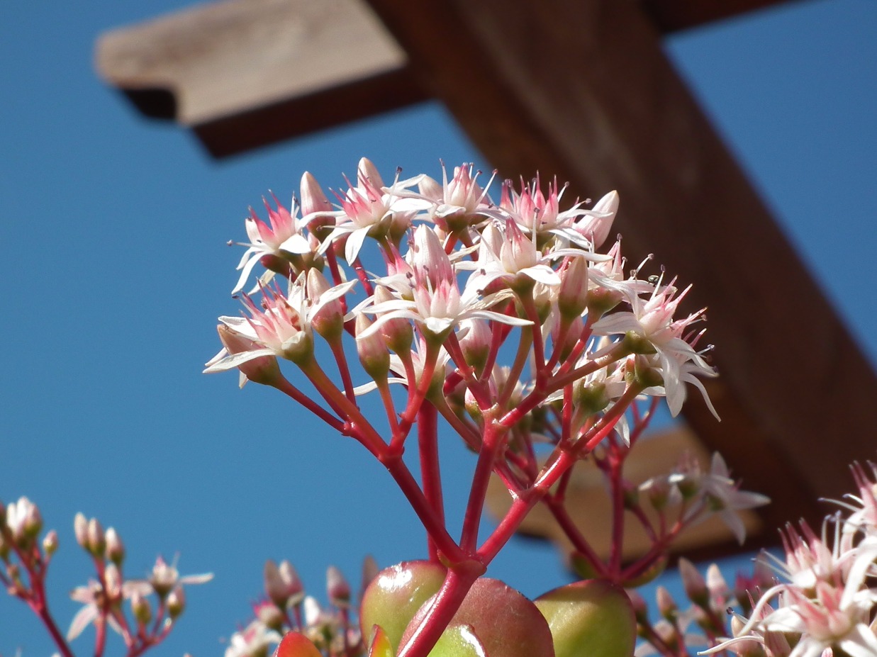 Lucky Plant Flowers