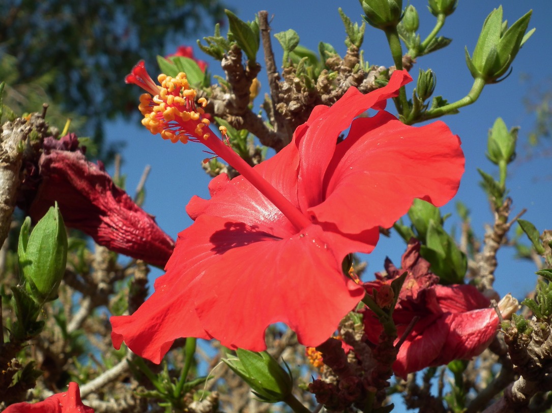 Red Hibiscus