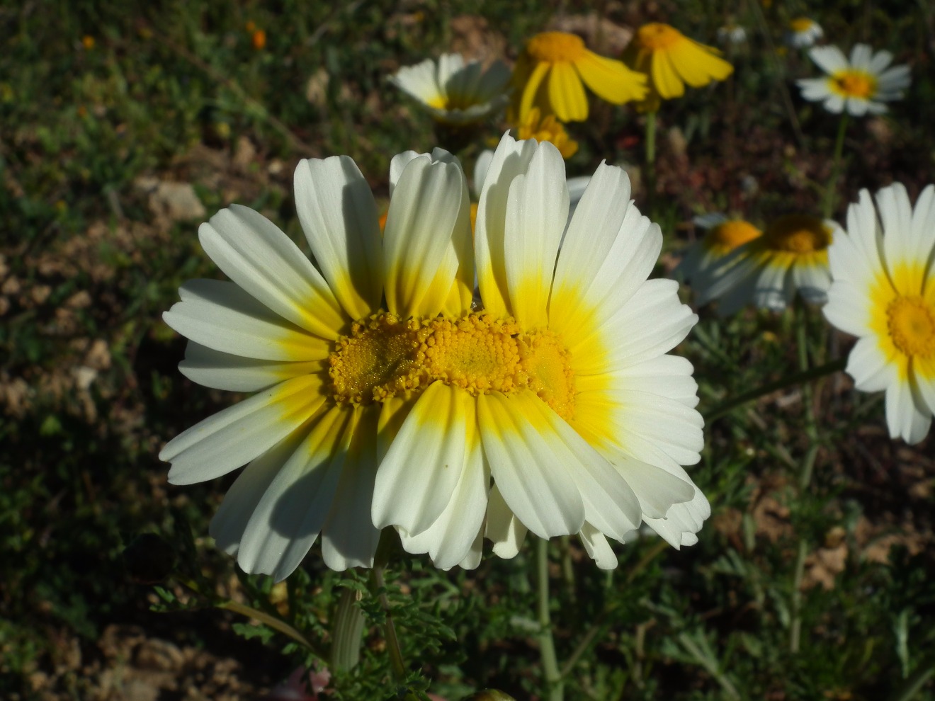 Triple head Crown Daisy