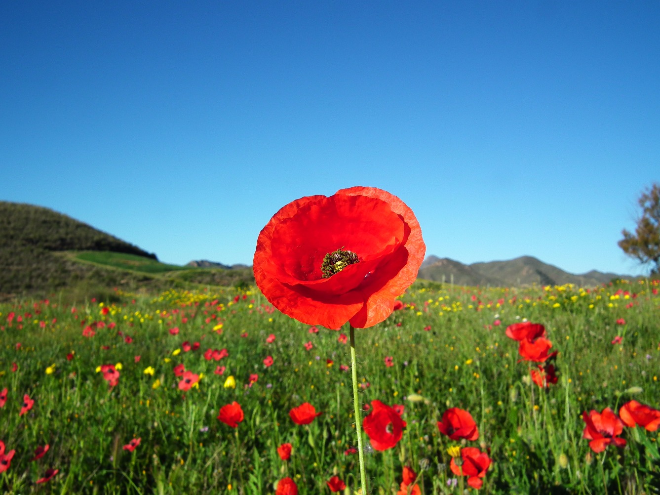 Red Poppy