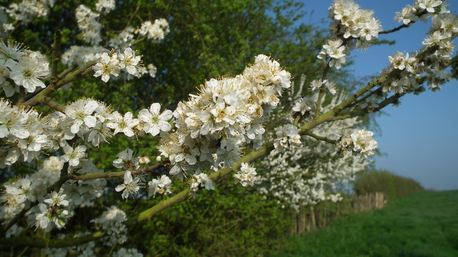 Common Hawthorn