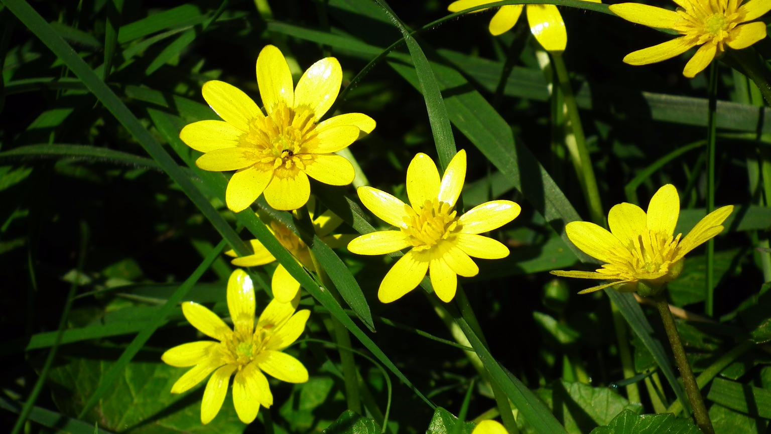 Yellow wild flowers