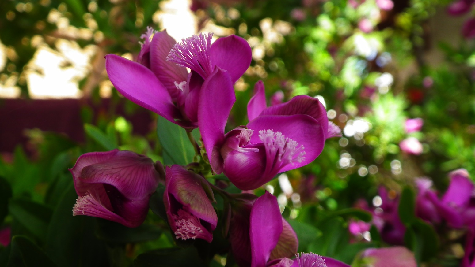 Pink amongst the greens