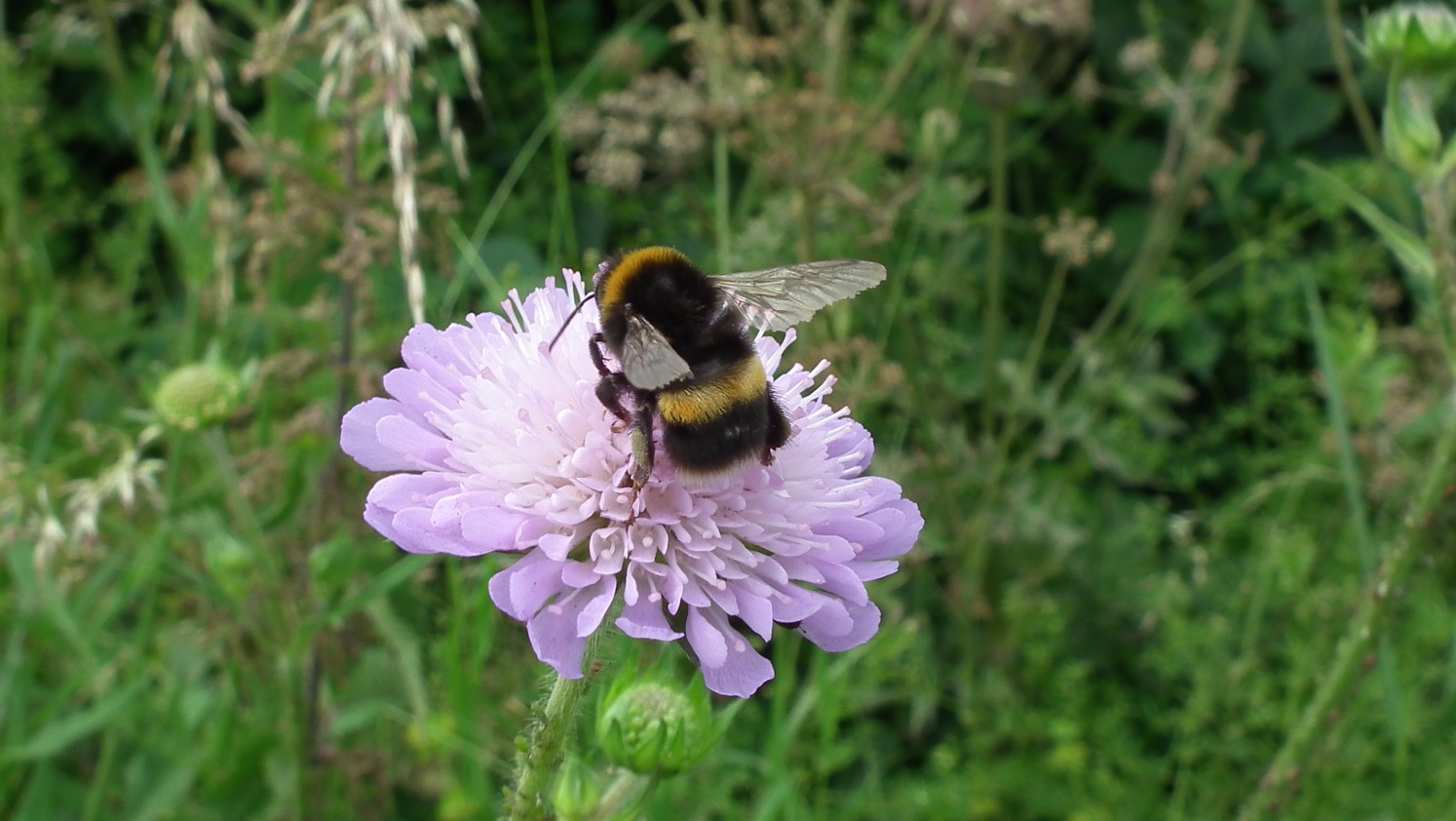 Busy Bee